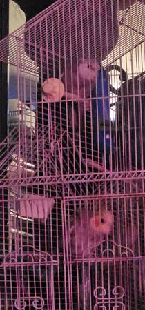 2 Cockiteils emparejados63670591503617120