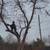 Tree removal & tree trimming LOWEST PRICES/free estimates 4 thumbnail