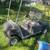 golf cart 2 thumbnail