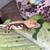 **CRESTED GECKOS** 2 thumbnail