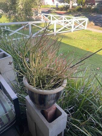 Pre Christmas Special Succulents! 1