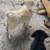 Puppies 3 thumbnail