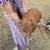 Kunekune Pigs 6 thumbnail