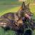 Pure German Shepherd Puppies 1 thumbnail