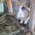 Lionhead babies 50 5 thumbnail
