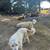 Great Pyrenees Livestock Guardian Dogs 2 thumbnail