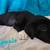 Rehoming furbabies 4 thumbnail