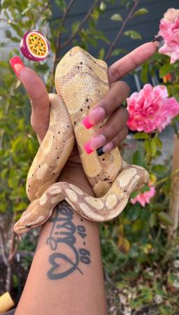 Pink bananna ball python male (Tacoma)63942501333891120