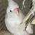Cockatiels for rehoming 2 thumbnail