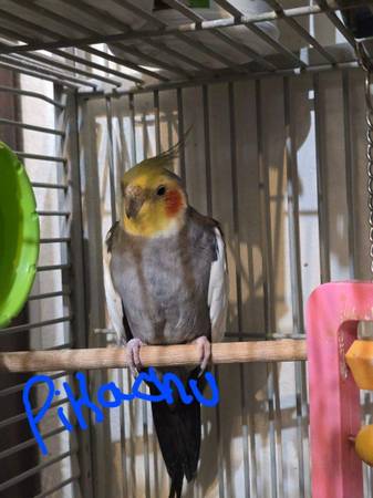 Cacatúas (Jackson)63843454878979121