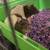 Rats in need of new home 2 thumbnail