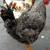 4-5 roosters 2 thumbnail