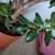 Jade plant 3 thumbnail