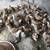 1 1/2 month old chicks 1 thumbnail