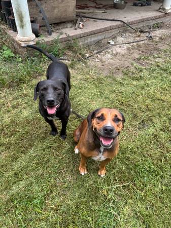 2 Dogs Need A Good Home (Rincon)64146955523843120