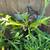 Staghorn Ferns for sale 6 thumbnail
