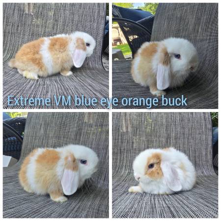 Boy bunnies 1