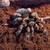 Tarantulas 3 thumbnail