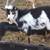 Nigerian Dwarf goats. kids 2 thumbnail