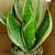 Snake Plant Futura Sansevieria House Plant 1 thumbnail