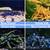 Aquatics Pets -  Neocaridina, Caridina, Shrimp Fancy Guppy, Betta Fish 4 thumbnail