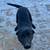 Black Lab 3 thumbnail