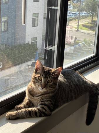 6 month old male Tabby (Jacksonville)63682051610625123