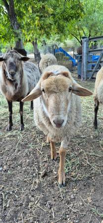 Sheep/borregos (hollister)63862000205825122