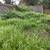 SOD*Cleanups*Bark/Rock*Blackberry*BUSHES*Fences*Shrubs*REO EXPERIENCE 20 thumbnail