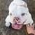 Micro bully 3 thumbnail