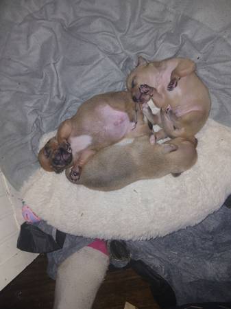 Dearhead Chihuahua's (Essex)63924992684291120