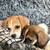 Toy Chihuahua Mix 3 thumbnail