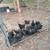Chickens 1 thumbnail