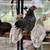 Serama Chicken - Adorable Pet Rooster 2 thumbnail