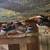 Mandarin ducks exotic wild waterfowl cold hardy! 17 thumbnail
