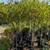 Patio Tree 10 thumbnail