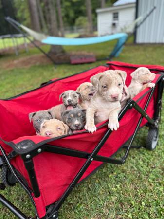 AMERICAN BULLY XL (New Bern)63693722036865122