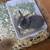 Baby Rabbits for rehoming 6 thumbnail