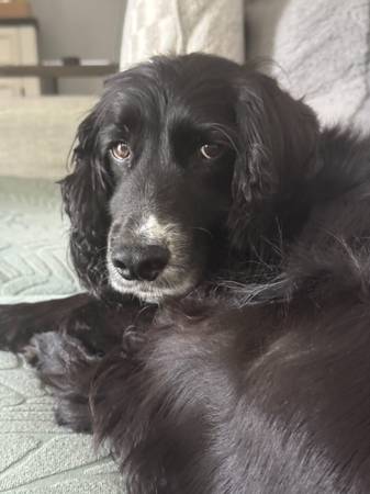 PERRO PERDIDO PEQUEÑO NEGRO AMIGABLE (CAPE GIRARDEAU)63612039857921124