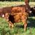 Red Devon Heifer Bottle Calf 1 thumbnail