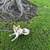 Chihuahua mix Rescue 2 thumbnail