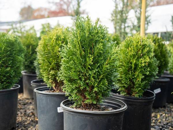 Thuja- Hetz Midget 3 gallon 1