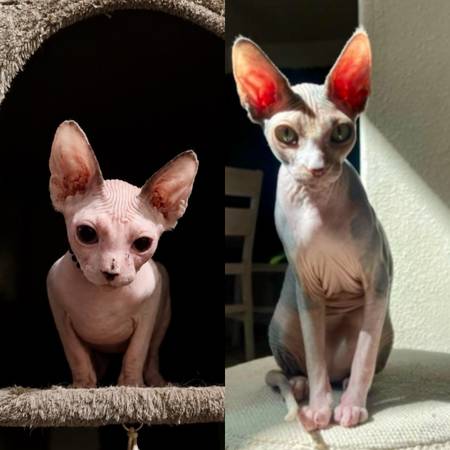 Sphynx 1
