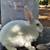 New Zealand Rabbits 4 thumbnail