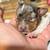Rehoming Miniature Dachshund Dapples 2 thumbnail