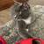 Friendly young female cat to good home - we can deliver 3 thumbnail