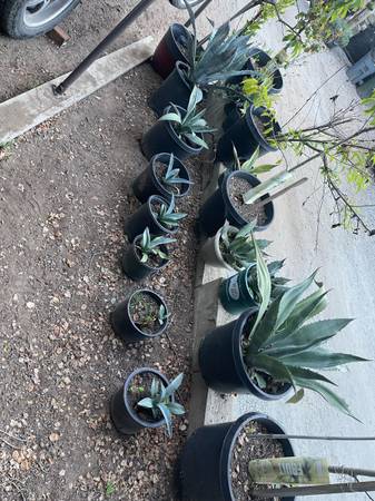 Blue Agave- Medicinal Aloe & Succulants 1