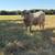 Charolais bulls 5 thumbnail