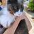 I found a lost cat 1 thumbnail