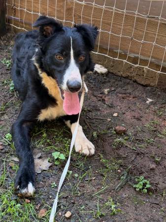 Border Collie 1